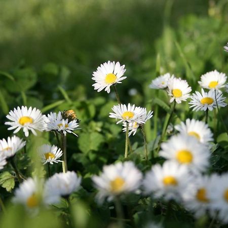 Bed And Breakfast La Bouganville 로시냐노 마리티모 외부 사진